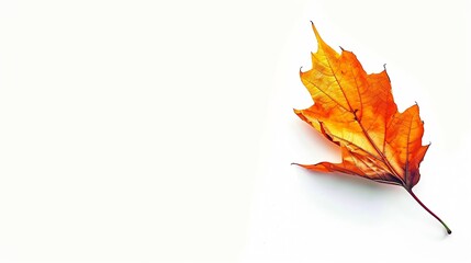Leaf Autum on white background Lonely emotion Autum season Autum background : Generative AI