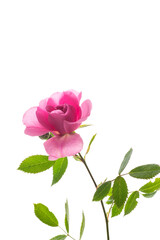 Beautiful pink rose on a white background
