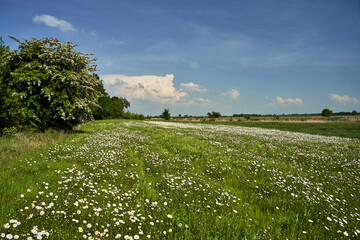 meadow covered with daisy flowers on a sunny day during spring