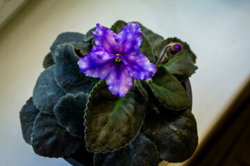 purple tiger violet flower on the windowsill, home flowers yellow stamens in the middle,  dark...