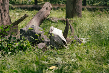 An animal skull among the grass and dry trees