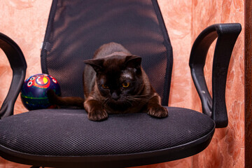 brown cat lying on office chair, big yellow eyes, looking carefully, handsome,
portrait, breed,...
