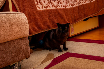 brown cat crawls out from under the bed, big yellow eyes, handsome European Burmese