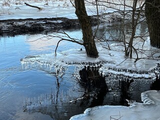 tree with snow and icicles