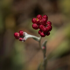 Red Everlasting Flowers