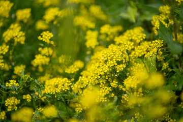 Fototapeta premium yellow flowers in the meadow