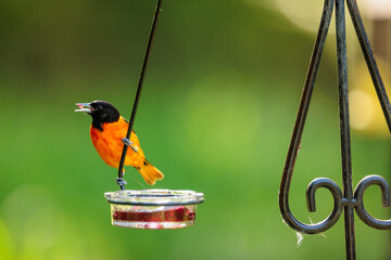 Baltimore Oriole at a jelly feeder in mid-May, brightly colorful against the green vegetaion...