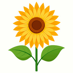 Fototapeta premium vector illustration of sunflower