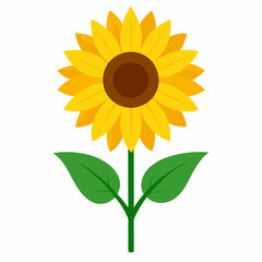 vector illustration of sunflower