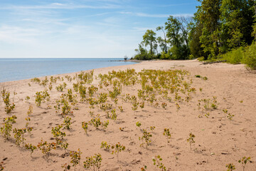 Cottonwood trees starting to regenerate along the beach at Harrington Beach State Park, Belgium, Wisconsin