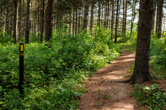 The blaze yellow marks the National Scenic Ice Age Trail through the Loew Lake Unit, Kettle Moraine State Forest, near Monches, Wisconsin in early June