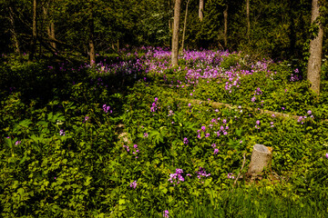 Dame's Rocket growing thick in the oopening of the woods at Harrington Beach State Park, Belgium, Wisconsin in early June