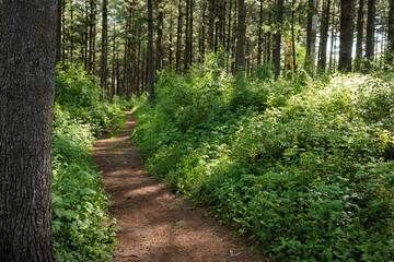 The National Scenic Ice Age Trail courses through the Loew Lake Unit, Kettle Moraine State Forest,...