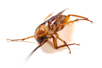 a poisoned and dying cockroach on white background close up at horizontal composition