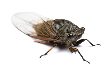 angle view black and gold cicadas on a white background