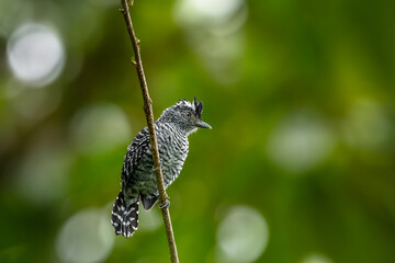 Barred Antshrike - Thamnophilus doliatus in Costa Rica