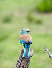 Back and tail of European roller, colorful Bird on dry branch, green background. South Africa, Kruger National Park safari. small multicolor bird. Wildlife animal. Common Roller, Coracias garrulus