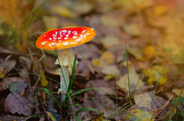 One red fly mushroom or toadstool in autumn forest & sunlight on leaves background. Amanita muscaria (fly agaric) poisonous white spotted red mushroom. Wild forest fly mushroom in autumn aspen leaves