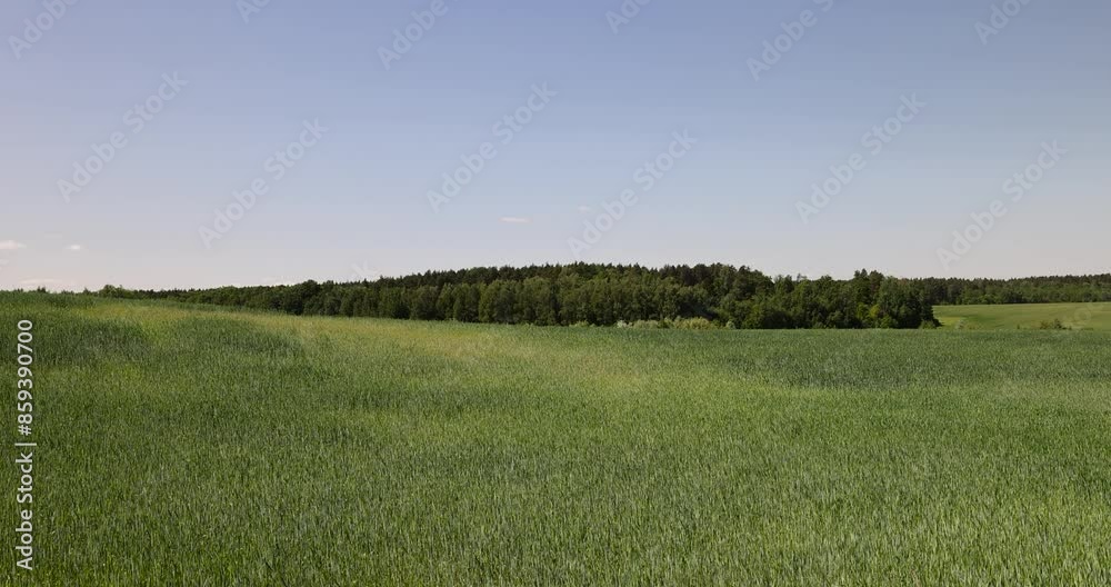 Wall mural green cereals in summer, a field with green wheat in sunny weather