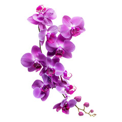 Fototapeta na wymiar Beautiful purple orchid flowers in full bloom against a white background, capturing the delicate elegance and vibrant color of nature.