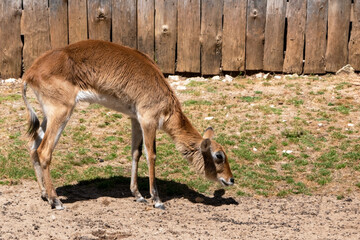 Young antelope on the background of a wooden fence in the zoo
