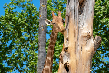 Giraffe in a zoo. Wildlife scene from nature © Elena