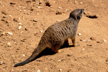 Fototapeta premium Meerkat or suricate (Suricata suricatta) 