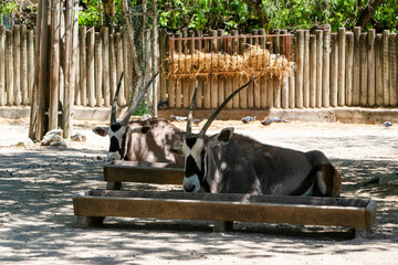 Gemsbok, Oryx gazella in the zoo 