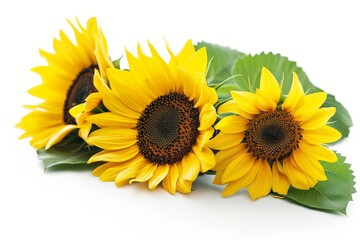 sunflower on white background