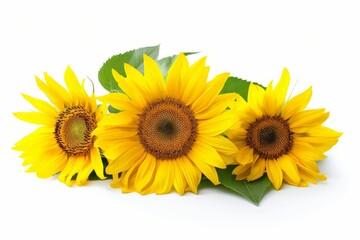 Naklejka premium sunflower on white background