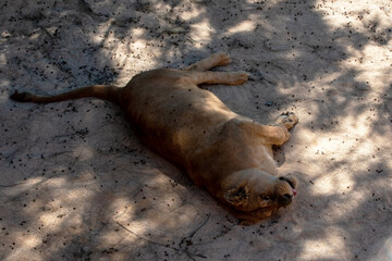 Lioness lying on the sand in the shade of a tree