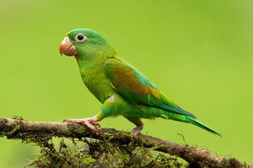 Orange-chinned Parakeet Brotogeris jugularis in Costa Rica