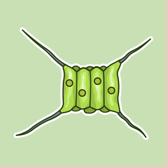Desmodesmus pseudoprotuberans is a green microalga known for its role in freshwater ecosystems and potential in biotechnological applications.