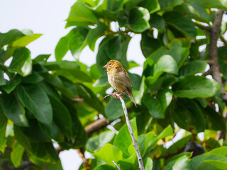 Yellow bird perching on avocado tree branch