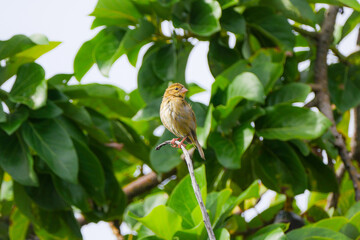 Mauritius yellow Fody bird perching on branch of avocado tree