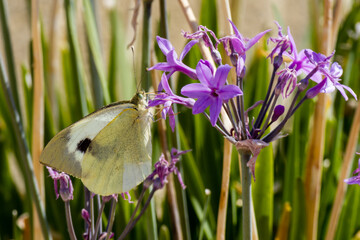 butterfly on lavender flower