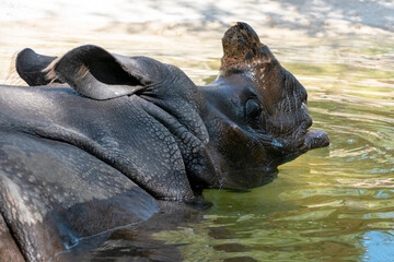 Fototapeta premium Black Rhinoceros swimming in the water of the river.