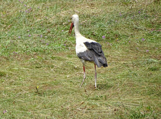 Stork in the grass in Romania