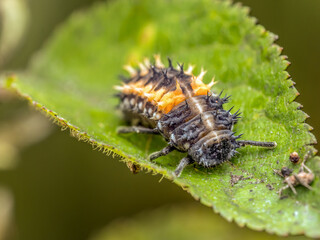 Ladybug larva on green leaf
