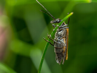 Click beetle on a plant
