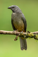 Grayish saltator, Saltator coerulescens, sitting on a branch