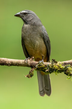 Grayish saltator, Saltator coerulescens, sitting on a branch