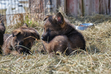 Fototapeta premium Beautiful German Shepherd puppies playing in their enclosure on a sunny spring day on a farm in Skaraborg Sweden