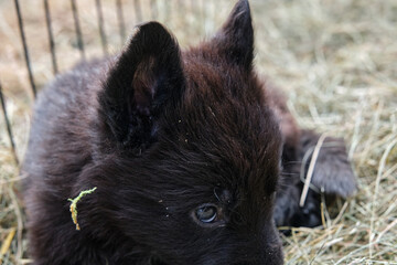 Beautiful German Shepherd puppies playing in their enclosure on a sunny spring day on a farm in Skaraborg Sweden