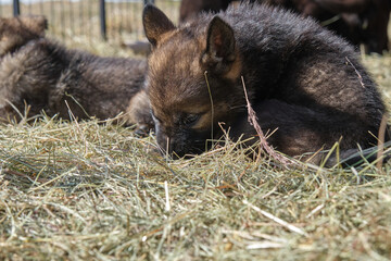 Beautiful German Shepherd puppies playing in their enclosure on a sunny spring day on a farm in Skaraborg Sweden