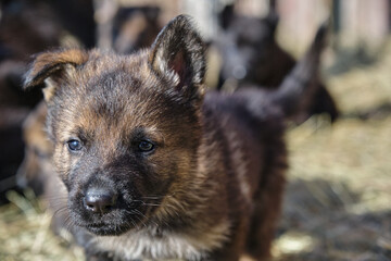 Beautiful German Shepherd puppies playing in their enclosure on a sunny spring day on a farm in Skaraborg Sweden