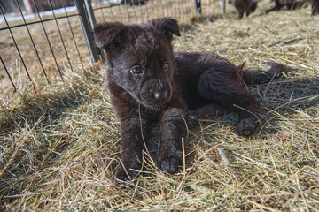 Beautiful German Shepherd puppies playing in their enclosure on a sunny spring day on a farm in Skaraborg Sweden