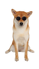 isolated portrait shiba inu wearing sun glass on white background