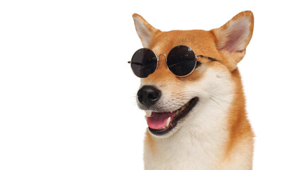 isolated portrait shiba inu wearing sun glass on white background