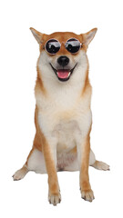 isolated portrait shiba inu wearing sun glass on white background